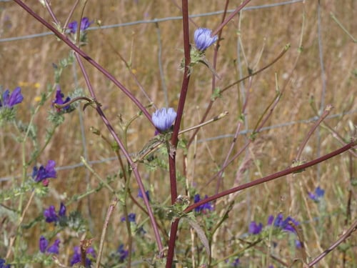 Cichorium pumilum (Dwarf chicory) — photo