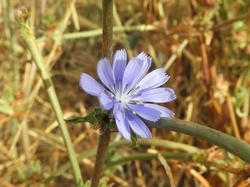 Cichorium pumilum (Dwarf chicory) — photo