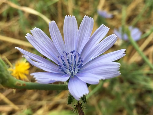 Cichorium pumilum