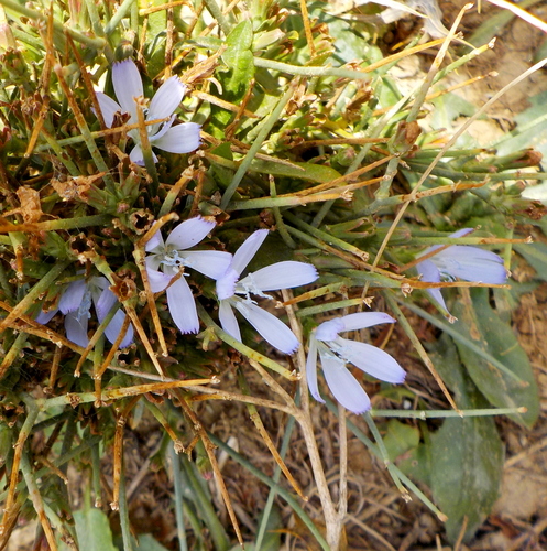 Cichorium spinosum (Spiny chicory) — photo