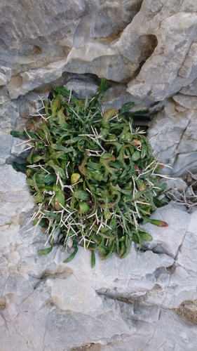Cichorium spinosum (Spiny chicory) — photo