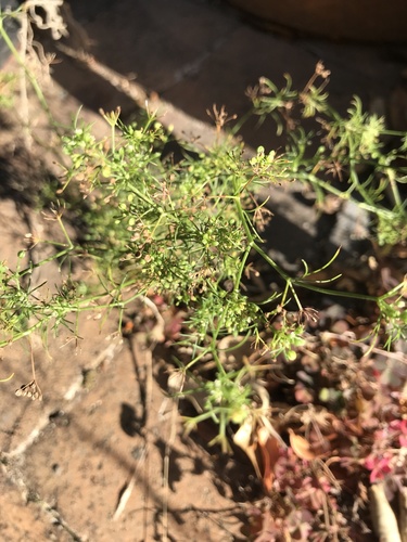 Ciclospermum leptophyllum (Slender celery) — photo