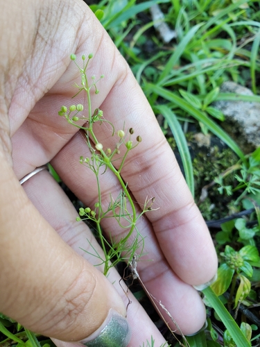 Ciclospermum leptophyllum (Slender celery) — photo