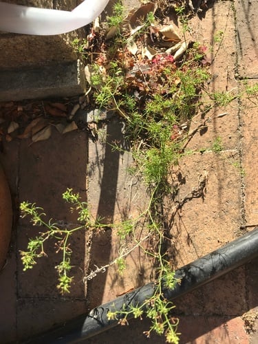 Ciclospermum leptophyllum