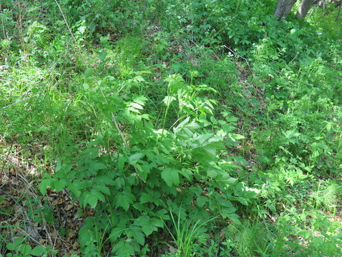 Cimicifuga dahurica