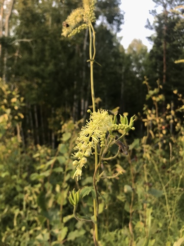 Cimicifuga foetida (Foetid bugbane) — photo