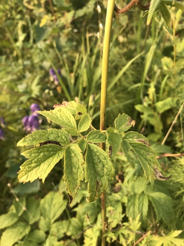 Cimicifuga foetida (Foetid bugbane) — photo