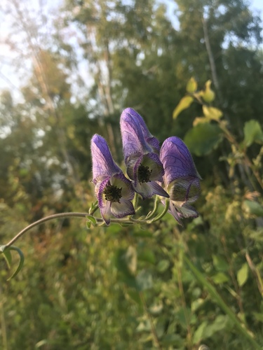 Cimicifuga foetida