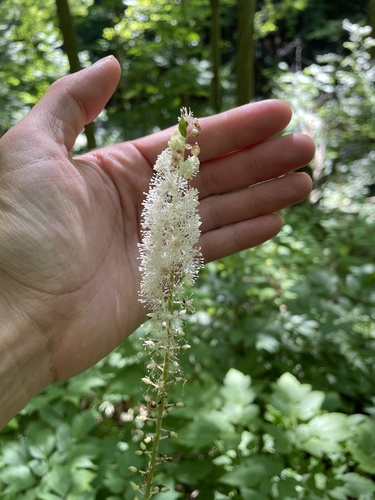 Cimicifuga racemosa (Black cohosh) — photo