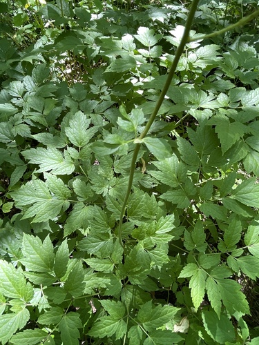 Cimicifuga racemosa (Black cohosh) — photo