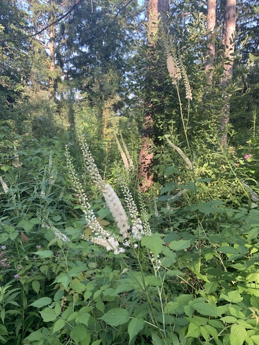 Cimicifuga racemosa