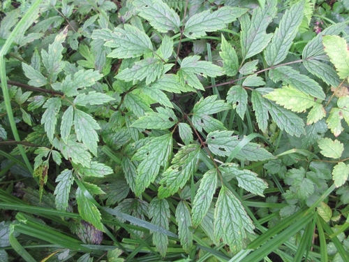 Cimicifuga simplex (Saiashina-shoma) — photo