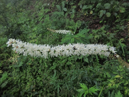 Cimicifuga simplex