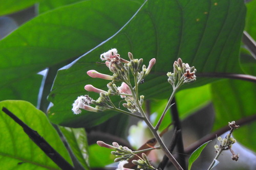 Cinchona calisaya (Peruvian bark) — photo