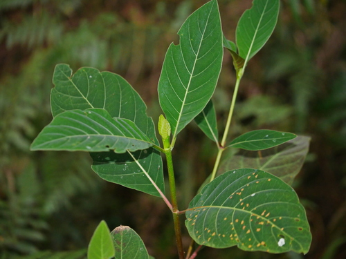 Cinchona calisaya (Peruvian bark) — photo