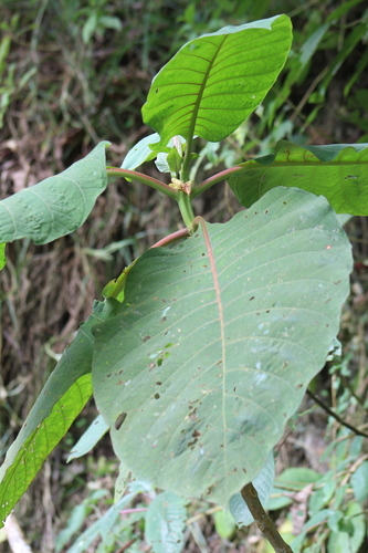 Cinchona officinalis (Quinine) — photo