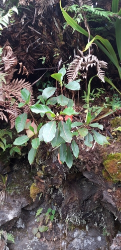 Cinchona officinalis (Quinine) — photo