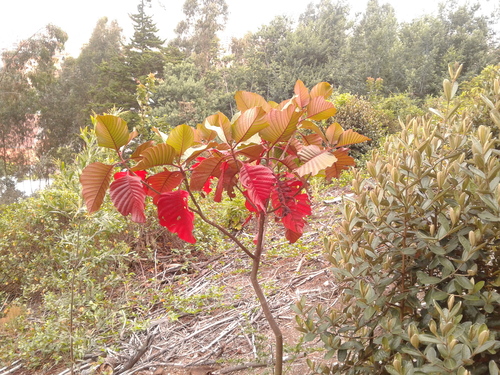 Cinchona pubescens (Red cinchona) — photo