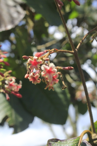 Cinchona pubescens (Red cinchona) — photo