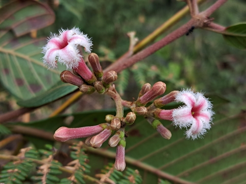 Cinchona pubescens