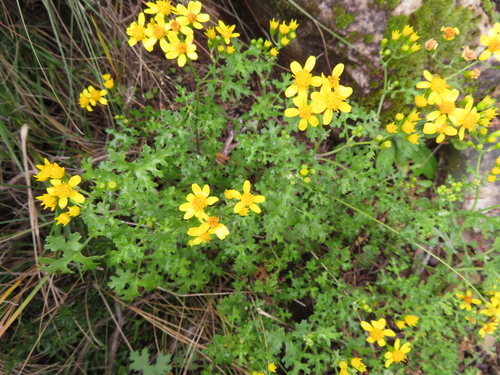 Cineraria lyratiformis (African marigold) — photo