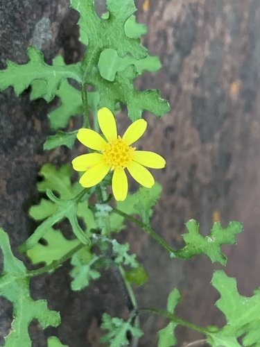 Cineraria lyratiformis (African marigold) — photo