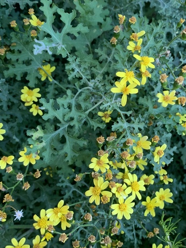 Cineraria lyratiformis