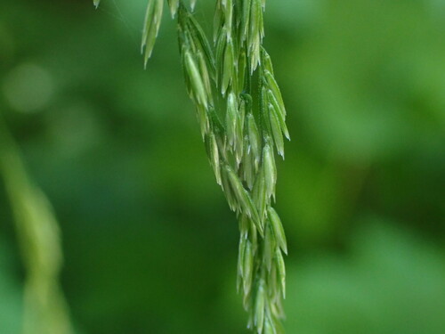Cinna latifolia (Sweet reed grass) — photo