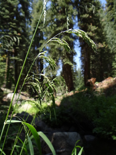 Cinna latifolia (Sweet reed grass) — photo
