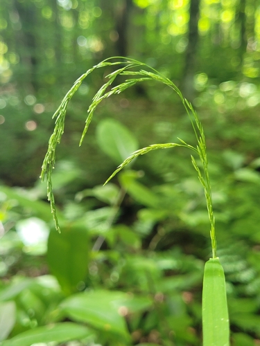 Cinna latifolia