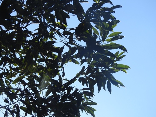 Cinnamomum bejolghota (Cinnamom tree) — photo