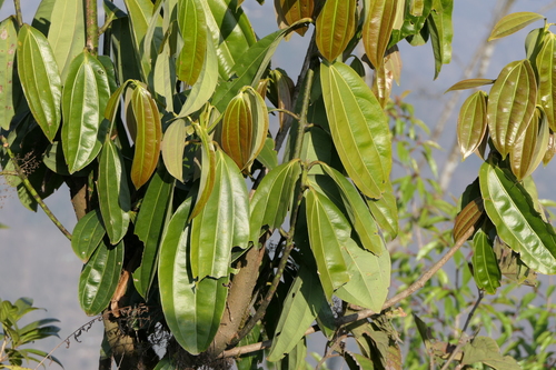 Cinnamomum bejolghota (Cinnamom tree) — photo