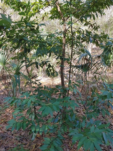 Cinnamomum burmanni (Indonesian cassia) — photo