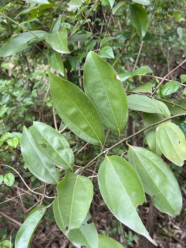 Cinnamomum burmanni (Indonesian cassia) — photo