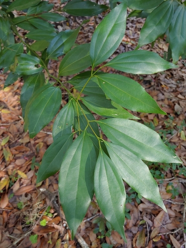 Cinnamomum burmanni