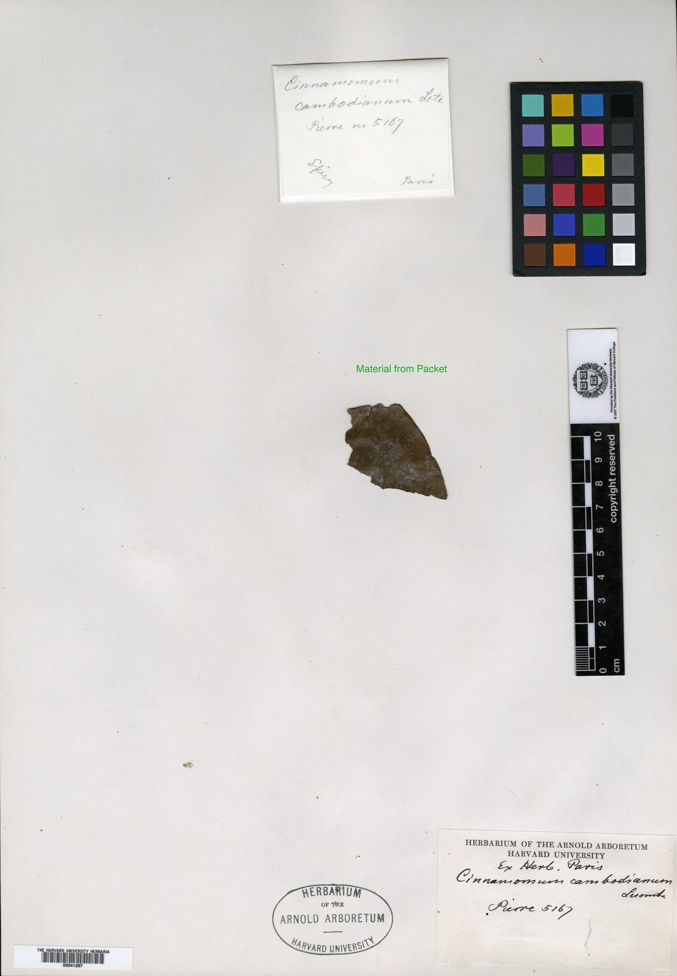 Cinnamomum cambodianum (Cambodia cimmamon) — photo