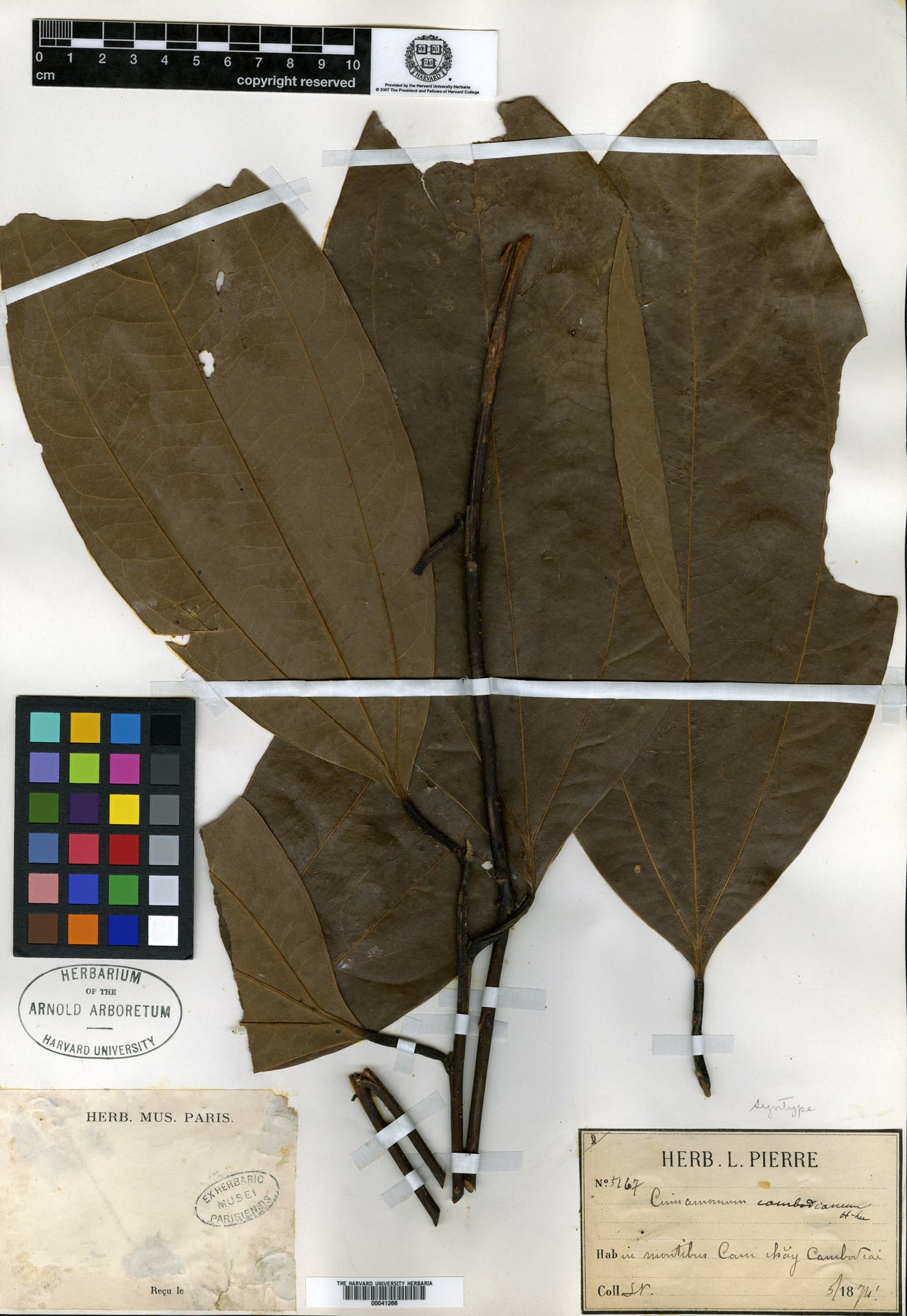 Cinnamomum cambodianum