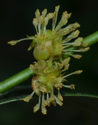 Cinnamomum cassia (Cassia) — photo