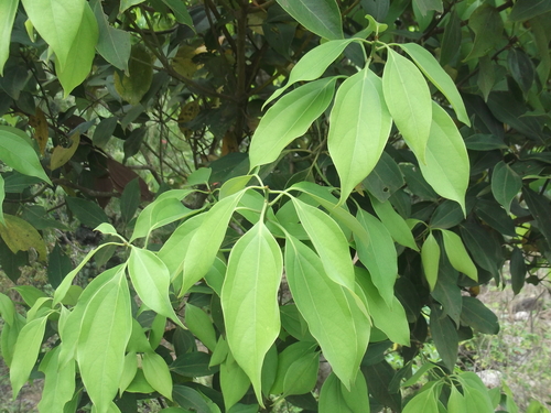 Cinnamomum cassia