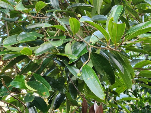 Cinnamomum cassia (Cassia) — photo