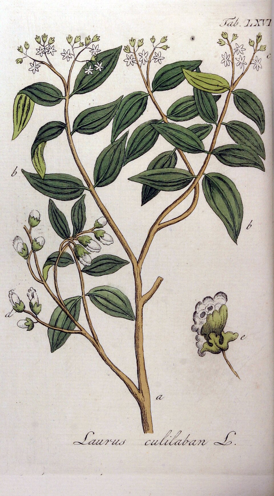 Cinnamomum culilaban
