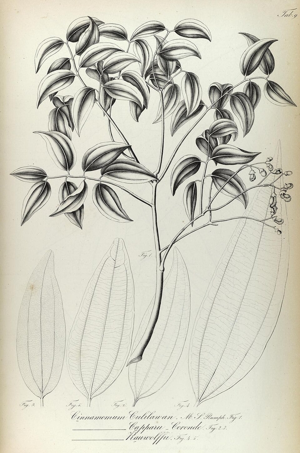 Cinnamomum culitlawan
