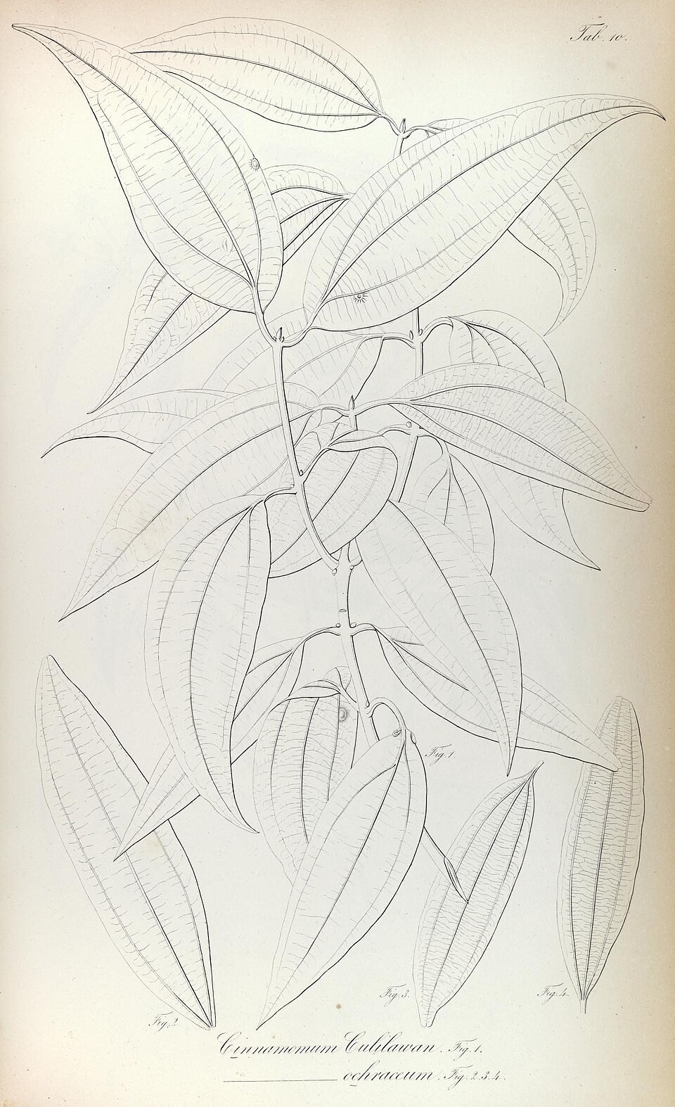 Cinnamomum culitlawan (Culilawan cassia) — photo