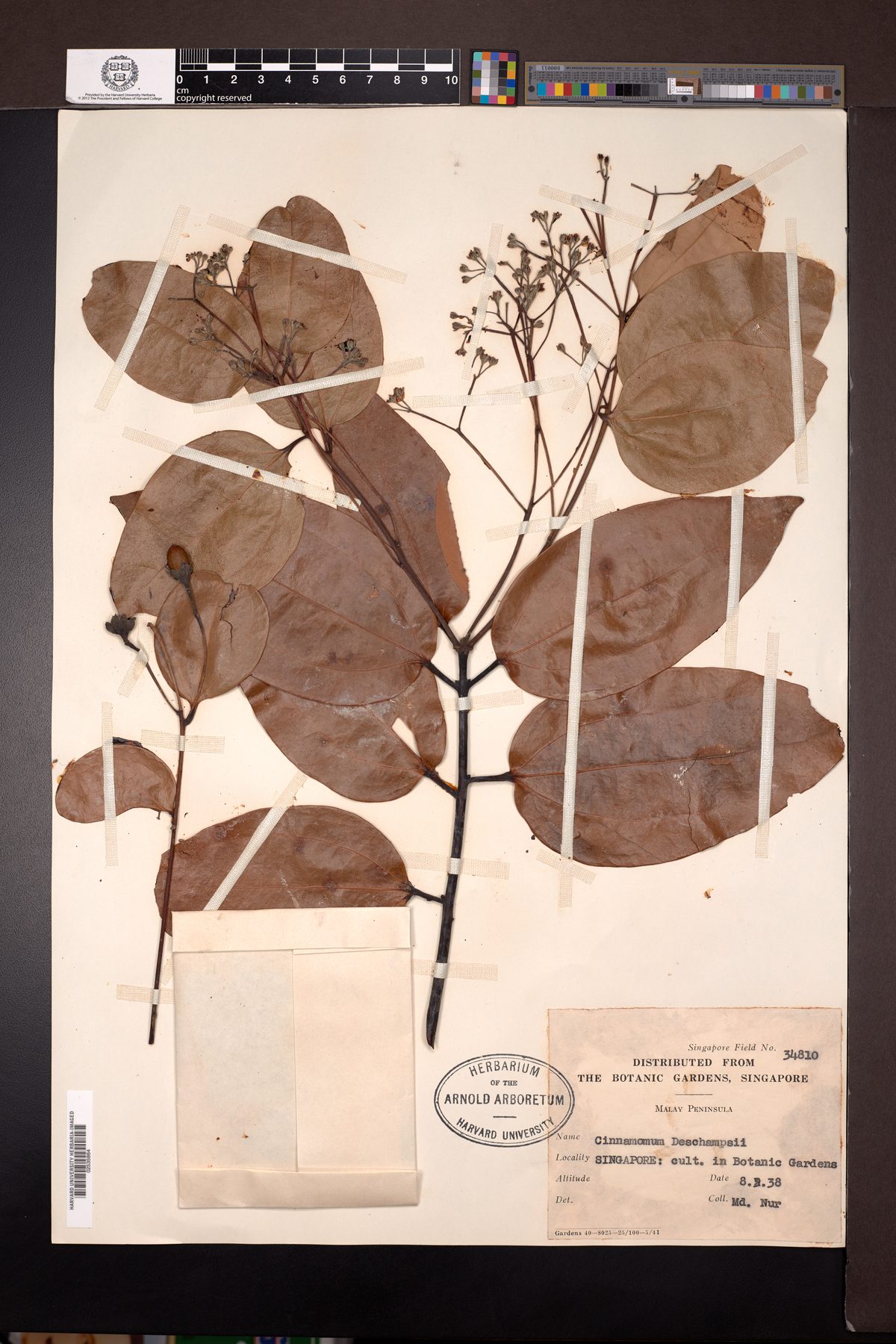 Cinnamomum deschampsii (Kayu manis) — photo