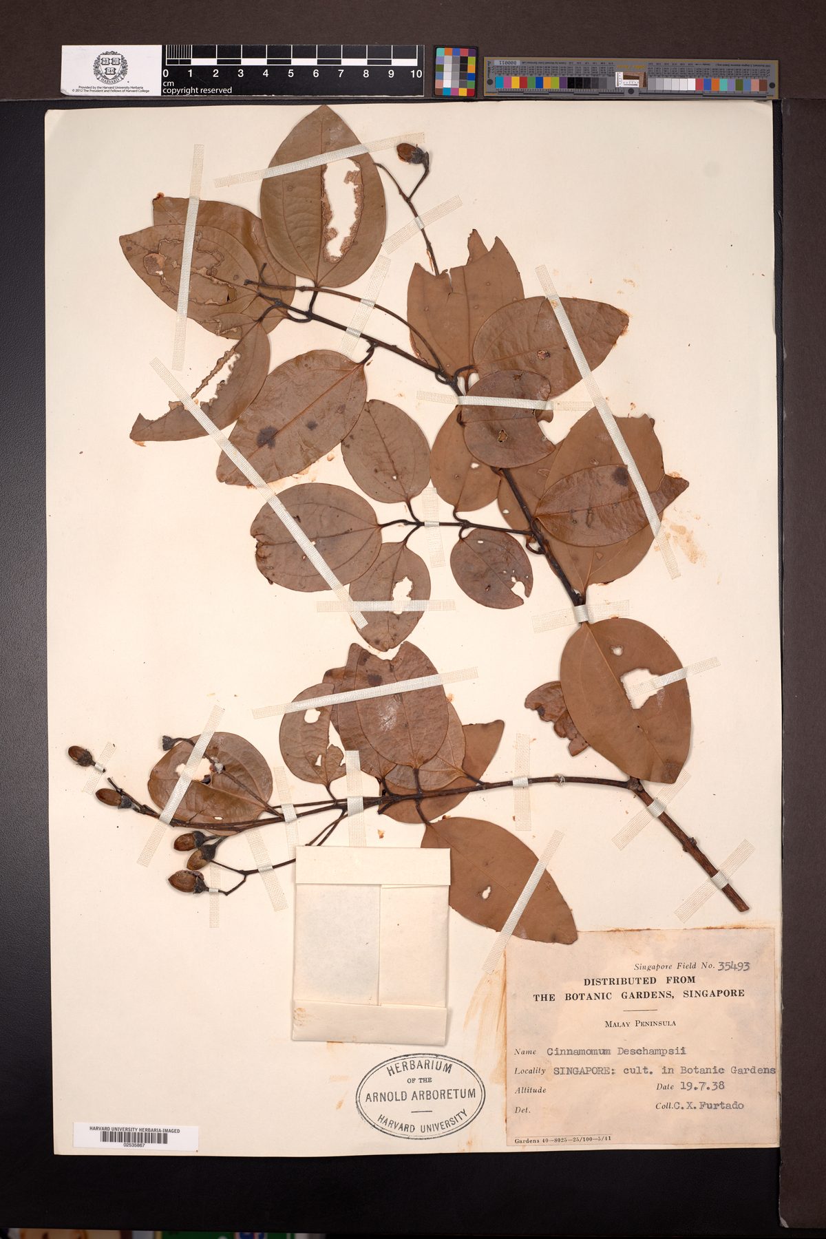 Cinnamomum deschampsii (Kayu manis) — photo
