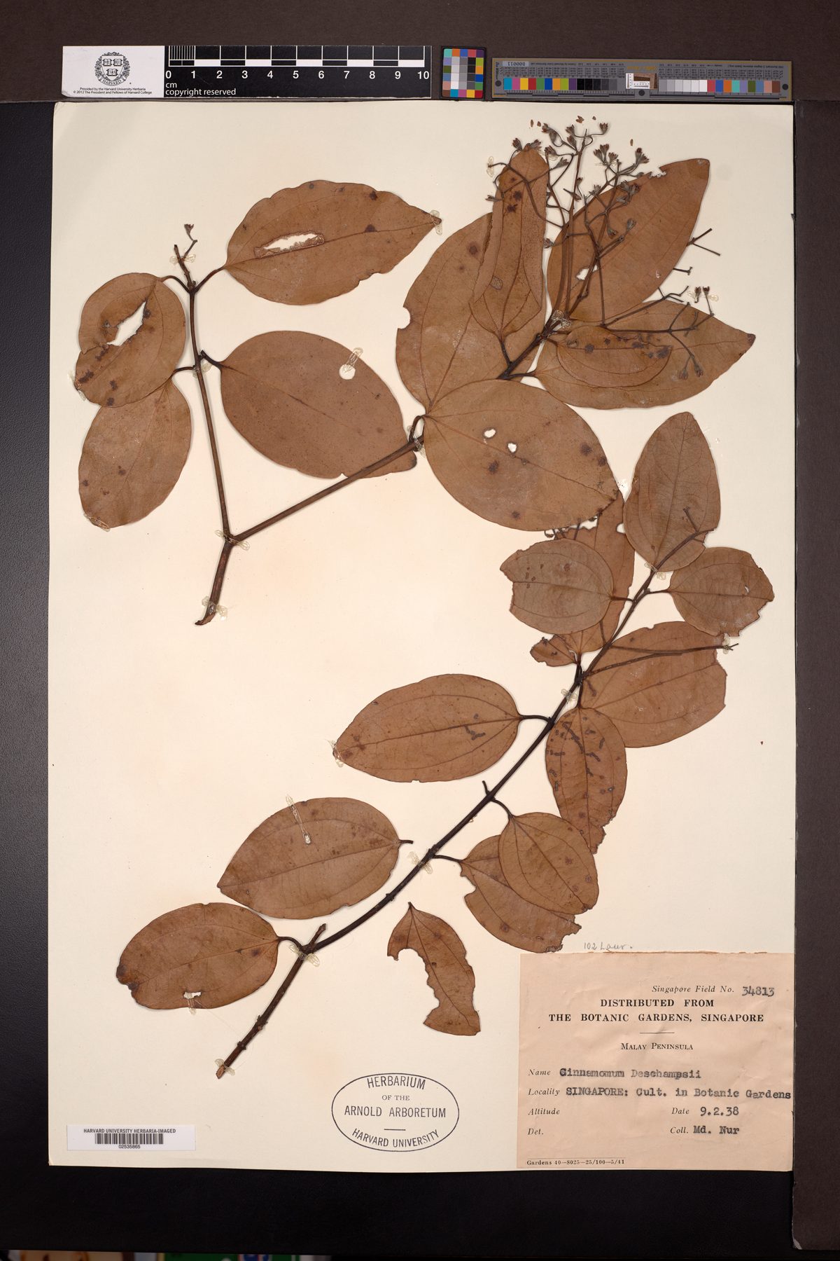 Cinnamomum deschampsii