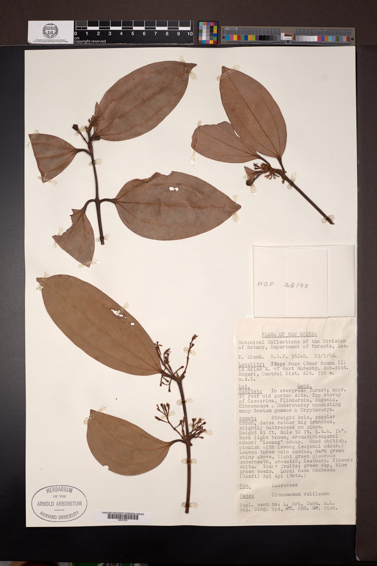 Cinnamomum eugenoliferum — photo