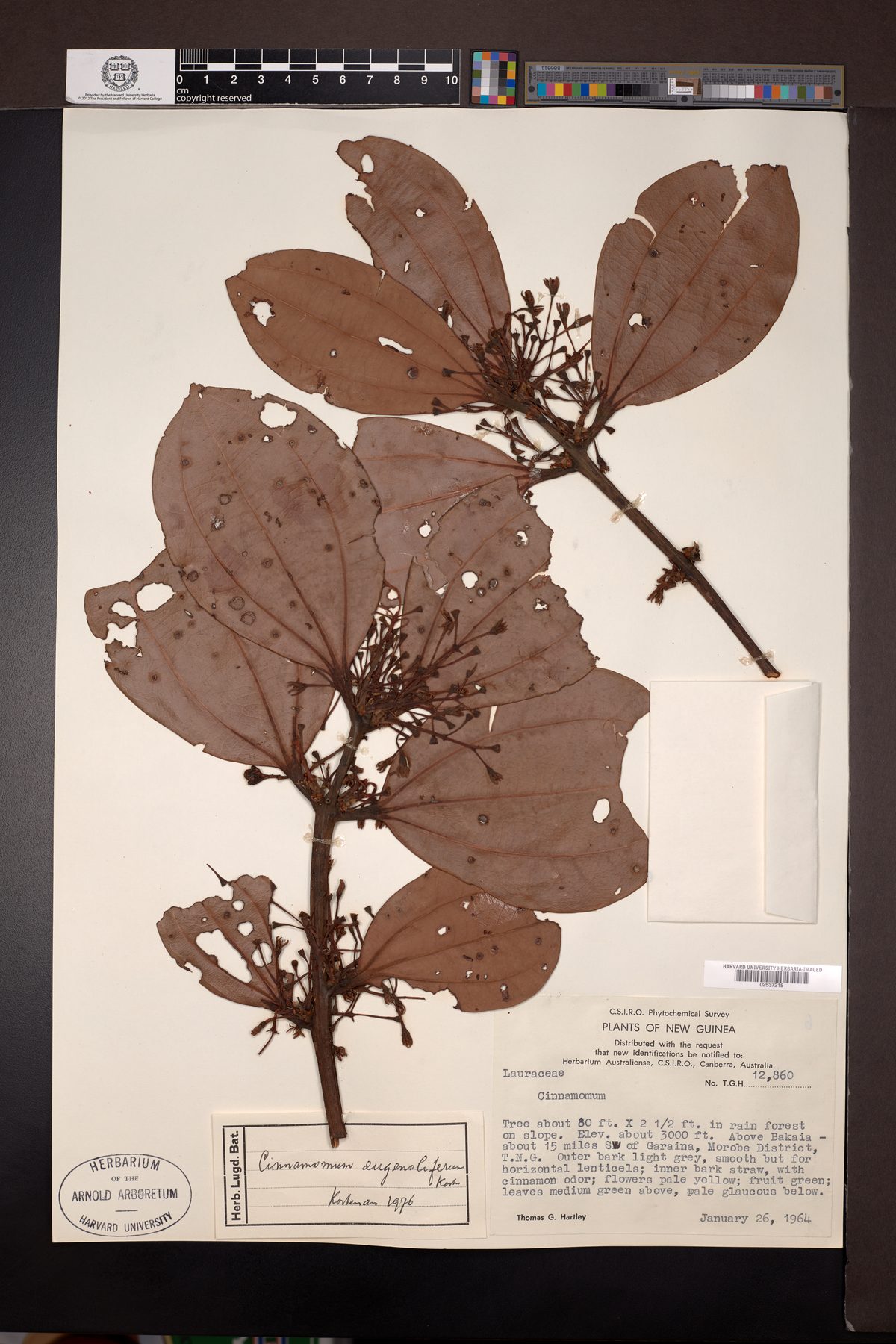 Cinnamomum eugenoliferum — photo