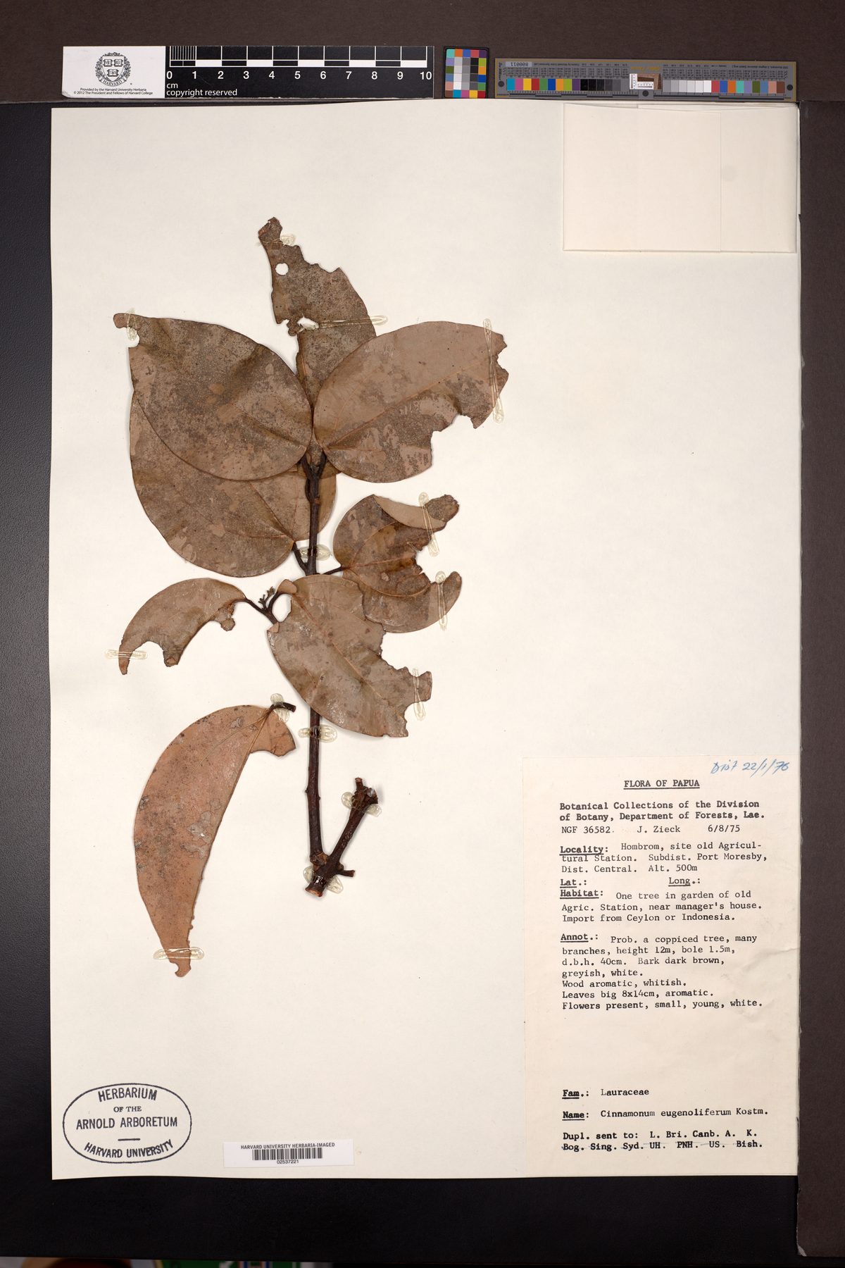 Cinnamomum eugenoliferum