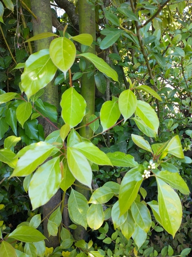 Cinnamomum glanduliferum (Nepal camphor tree) — photo